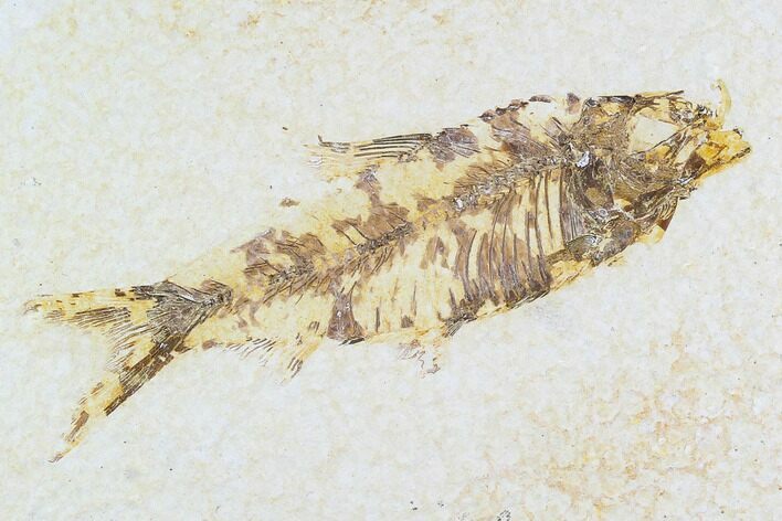 Fossil Fish Plate (Knightia) - Wyoming #108283